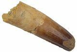 Fossil Spinosaurus Tooth - Real Dinosaur Tooth #220771-1